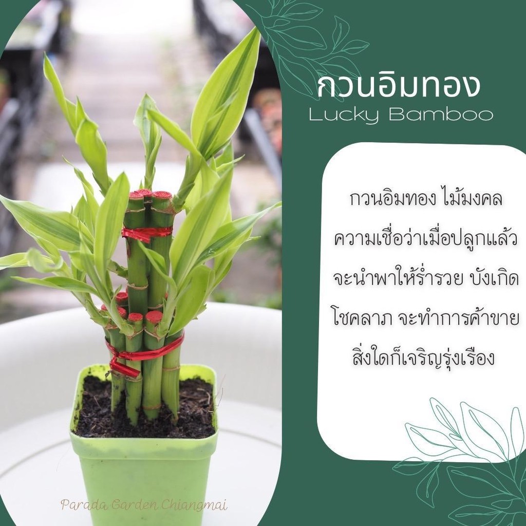 กวนอิมทอง (Lucky Bamboo) กระถาง 4"