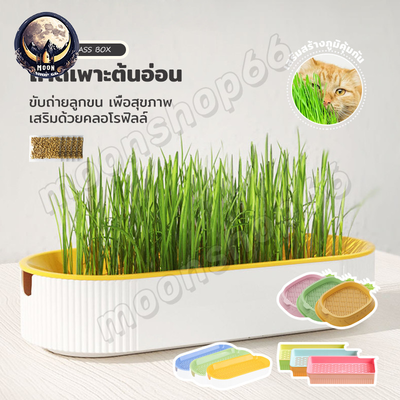 หญ้าแมว ชุดปลูกข้าวสาลี ชุดปลูกหญ้าแมว ครบชุด(ถาด+แถมเมล็ด5ซอง) เมล็ดข้าวสาลี พร้อมส่ง
