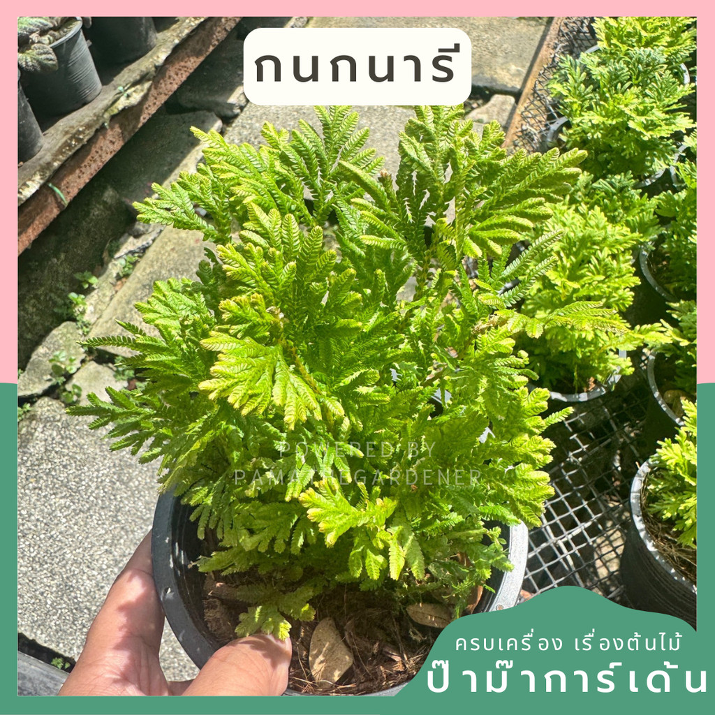 เฟิร์นกนกนารี ส่งพร้อมกระถาง 5 นิ้ว