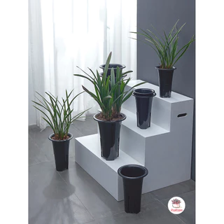 กระถางทรงสูง #LHP กระถางพลาสติก แคคตัส กระบองเพชร ไม้อวบน้ำ Cactus&Succulent