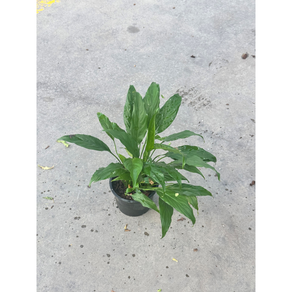 มุมมอง 4