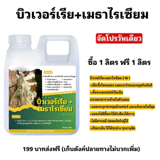 บิวเวอร์เรีย+เมธาไรเซียมGGM 1แถม1
