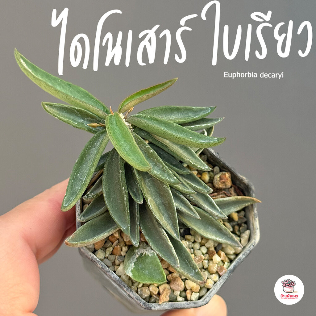 ยูโฟเบียไดโนเสาร์ ใบเรียว Euphorbia decaryi แคคตัส กระบองเพชร cactus&succulent