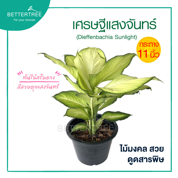 เศรษฐีแสงจันทร์ กระถาง 11 นิ้ว ไม้มงคล ไม้ฟอกอากาศ