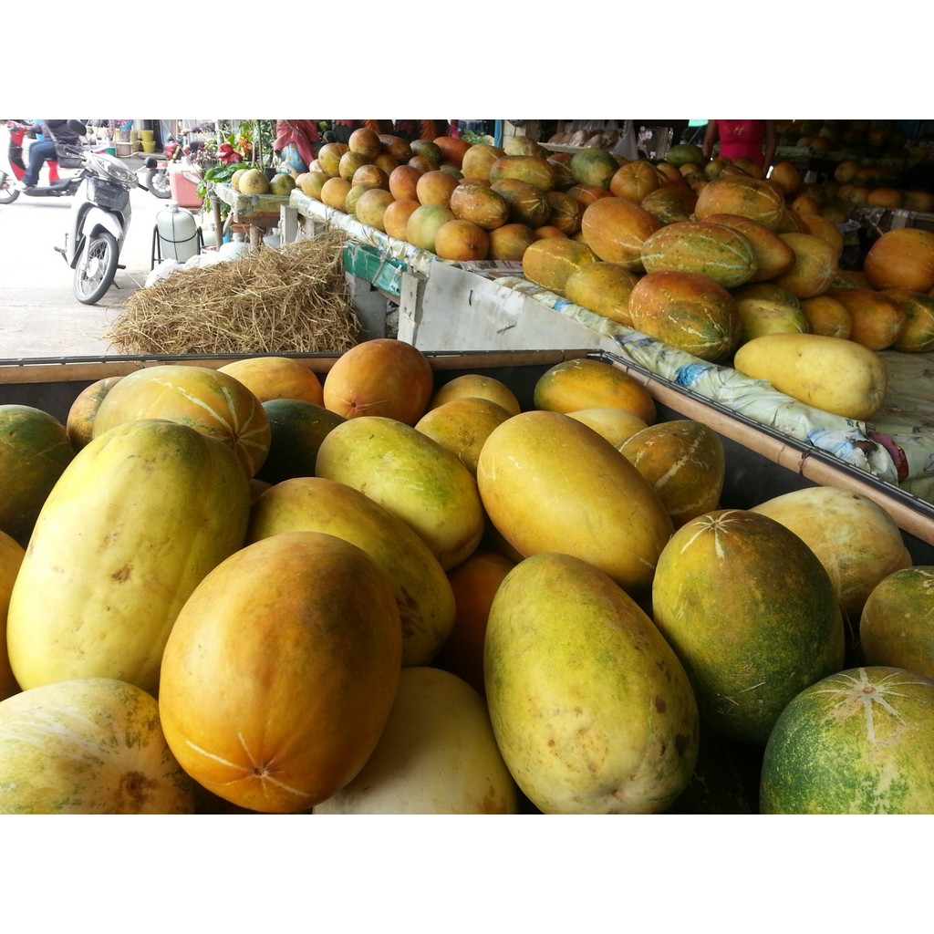 แตงไทยผลรี เมล็ดพันธุ์ 30-70 เมล็ด มีคู่มือปลูก - รูปที่ 5