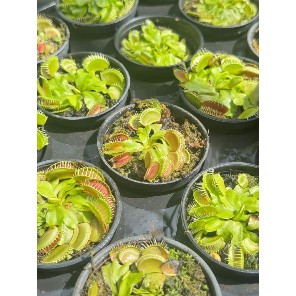 มุมมอง 3