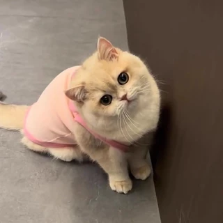 ชุดแมว ชุดหมาแมว หมูน้อย/หมีน้อย เสื้อผ้าสัตว์เลี้ยง น่ารัก เครื่องแต่งกายสุนัขแมวตลก แมวชอบมันมาก