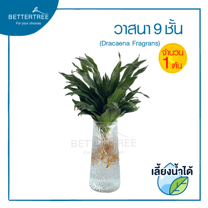 วาสนาเก้าชั้น (จำนวน 1 ต้น)เลี้ยงน้ำได้ ต้นไม้มงคล ไม้ฟอกอากาศ