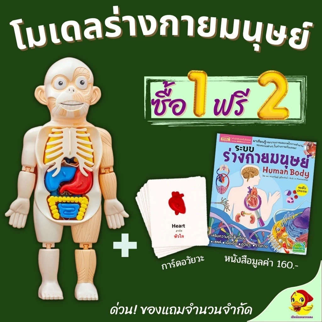 💓พร้อมส่ง💓Model ร่างกายมนุษย์ 💓ฟรี! หนังสือ+การ์ด ของเล่นแนววิทยาศาสตร์ โมเดล human body