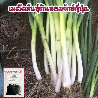 ต้นหอมยักษ์ญี่ปุ่น เมล็ดพันธุ์ อัตรางอกดี ลำต้นใหญ่ กลิ่นหอมอ่อน รสนุ่ม ไม่ฉุน 40-100 เมล็ด (ซื้อ 10 แถม 1 คละได้)