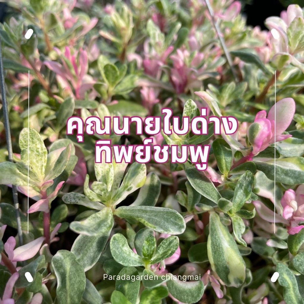 คุณนายใบด่างทิพย์ชมพู กระถางแขวน 8"
