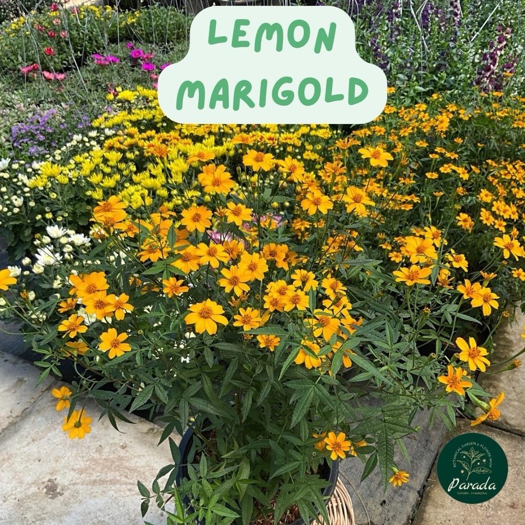 เลม่อน มาริโกลด์ (Lemon marigold) กระถาง 8 นิ้ว ดอกไม้กินได้ ดอกมีกลิ่นหอม ใบมีกลิ่นหอม