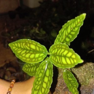 Jewel land langaka cystorchisy