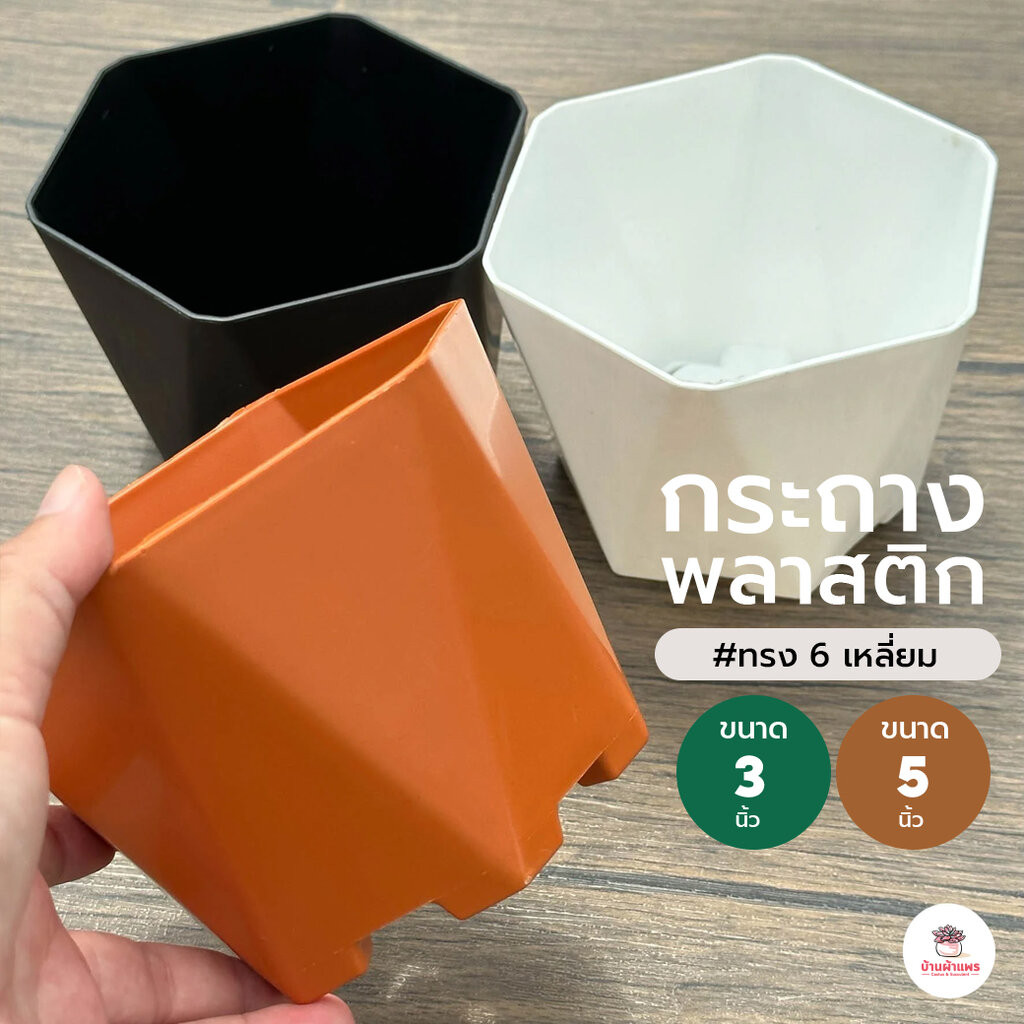 กระถาง ทรง 6 เหลี่ยม #ไทย กระถางพลาสติก แคคตัส กระบองเพชร ไม้อวบน้ำ Cactus&Succulent