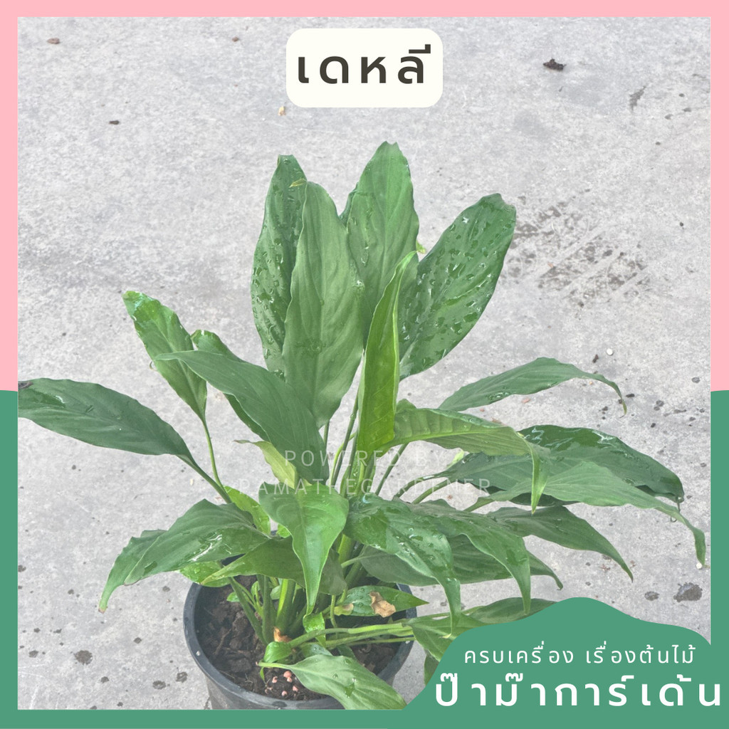 เดหลีใบมัน พร้อมกระถาง 5 นิ้ว มาในกระถางพร้อมตั้ง