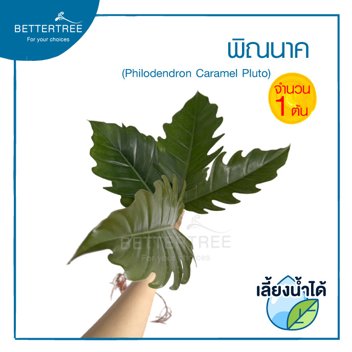 พิณนาค(จำนวน 1 ต้น)เลี้ยงน้ำได้ ต้นไม้มงคล ต้นไม้ฟอกอากาศ Philodendron