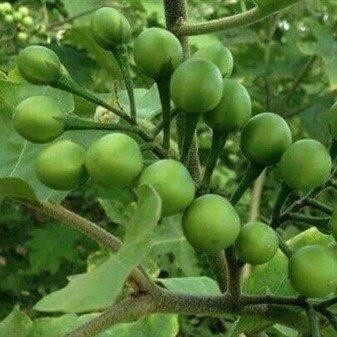 มะเขือพวง เมล็ดพันธุ์ 30-70 เมล็ด มีคู่มือปลูก - รูปที่ 2