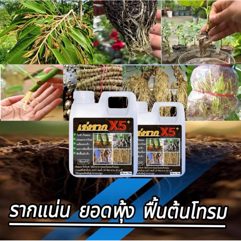 น้ำยาเร่งรากX5 1ลิตรฟรี1ลิตร บำรุงราก เร่งต้นโต รูปที่ 2