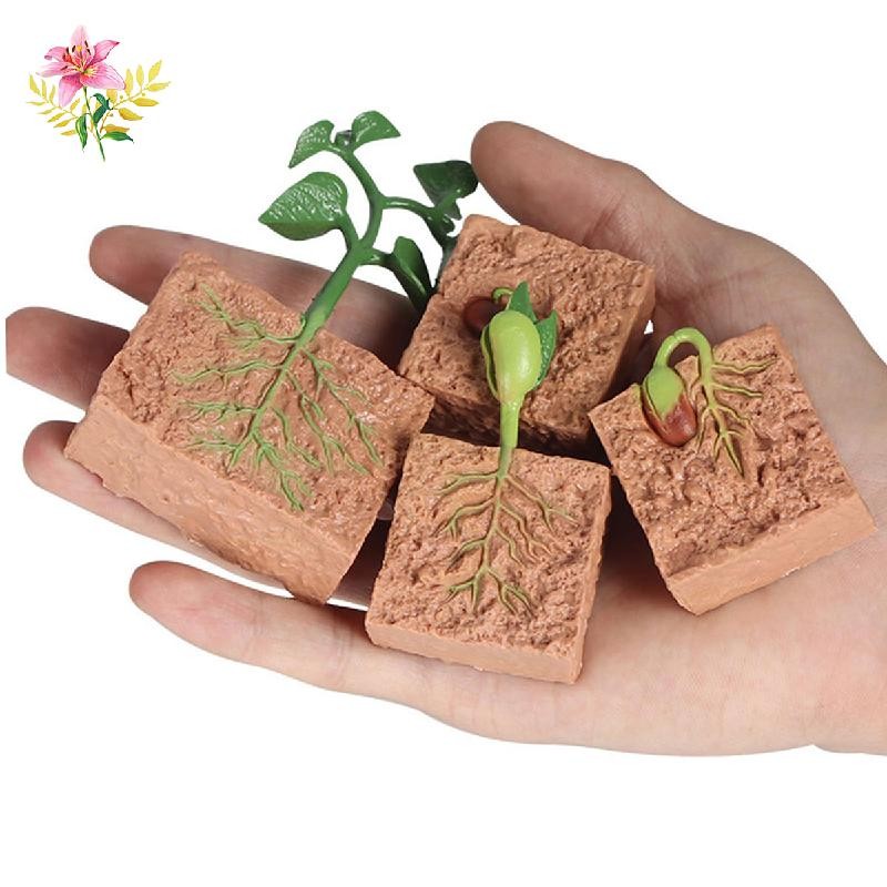 ของเล่นวงจรชีวิต โมเดลกระบวนการเจริญเติบโตของพืชจําลอง 4 ชิ้น ชุดการศึกษาเมล็ดพันธุ์เพาะปลูก เครื่องมือการสอนเด็ก เฮ้