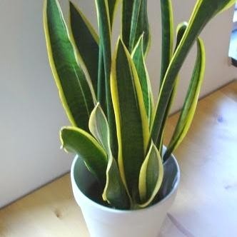 SELLING SANSIFERA 3 TREES พร้อม