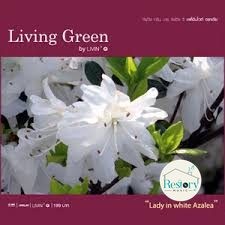 ซีดี Various - Living Green Lady in White Azalea (CD) (M)