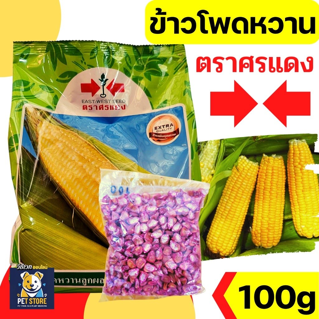 SN [100gแบ่งบรรจุ] เมล็ดพันธุ์ ศรแดง ข้าวโพดหวาน ข้าวโพด ลูกผสม จัมโบ้สวีท หวาน ปลูกง่าย 1KG EXP 1/69