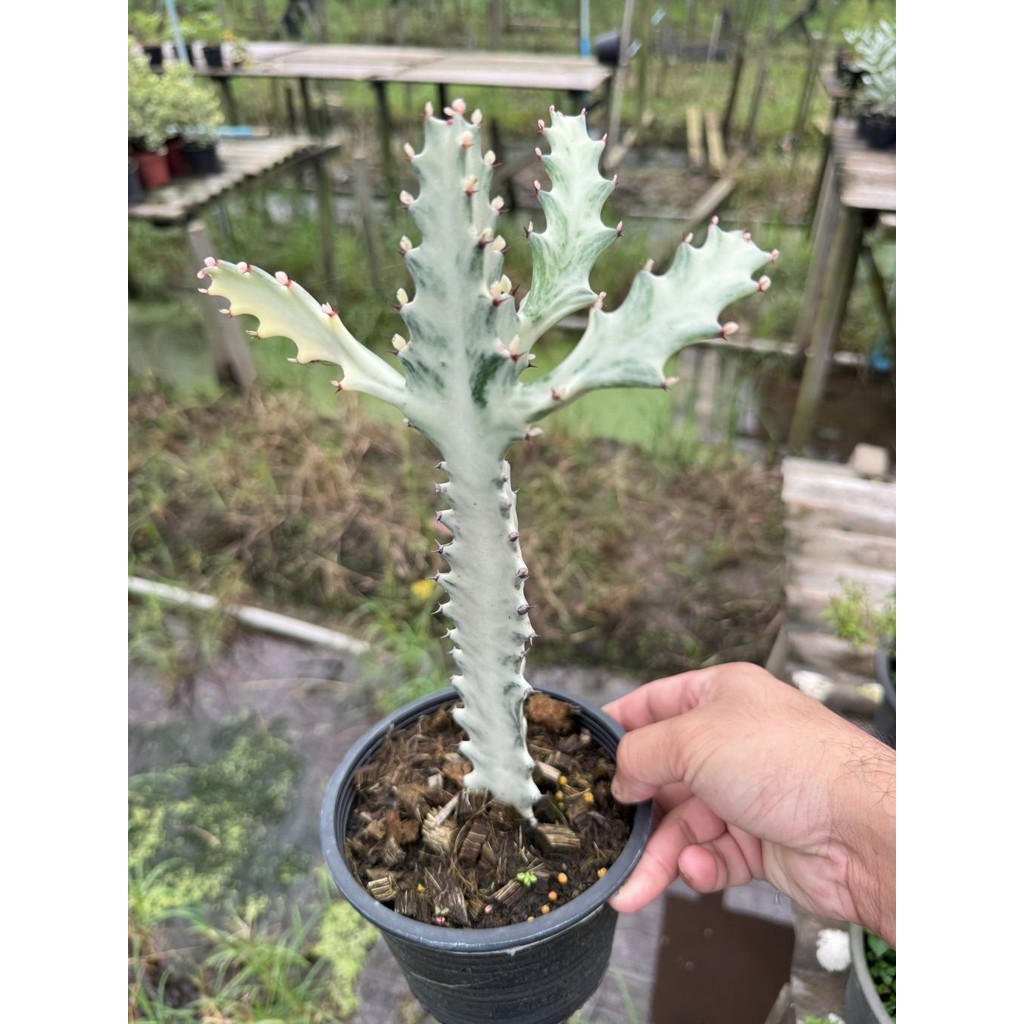 มุมมอง 5