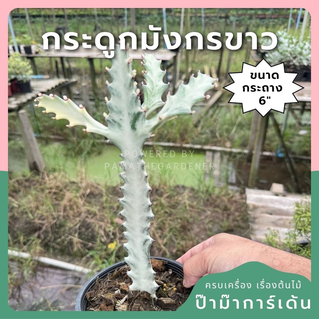 กระดูกมังกรขาว Euphorbia Lactea white ghost กระถาง 6 นิ้ว