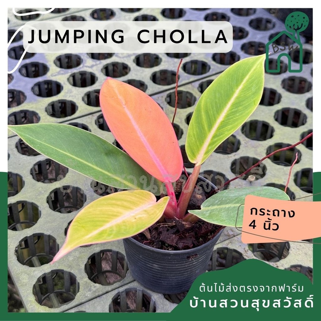 มุมมอง 7