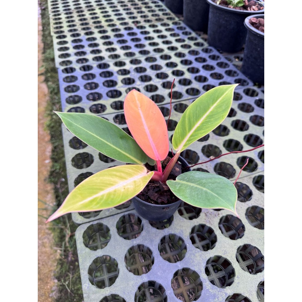 มุมมอง 4