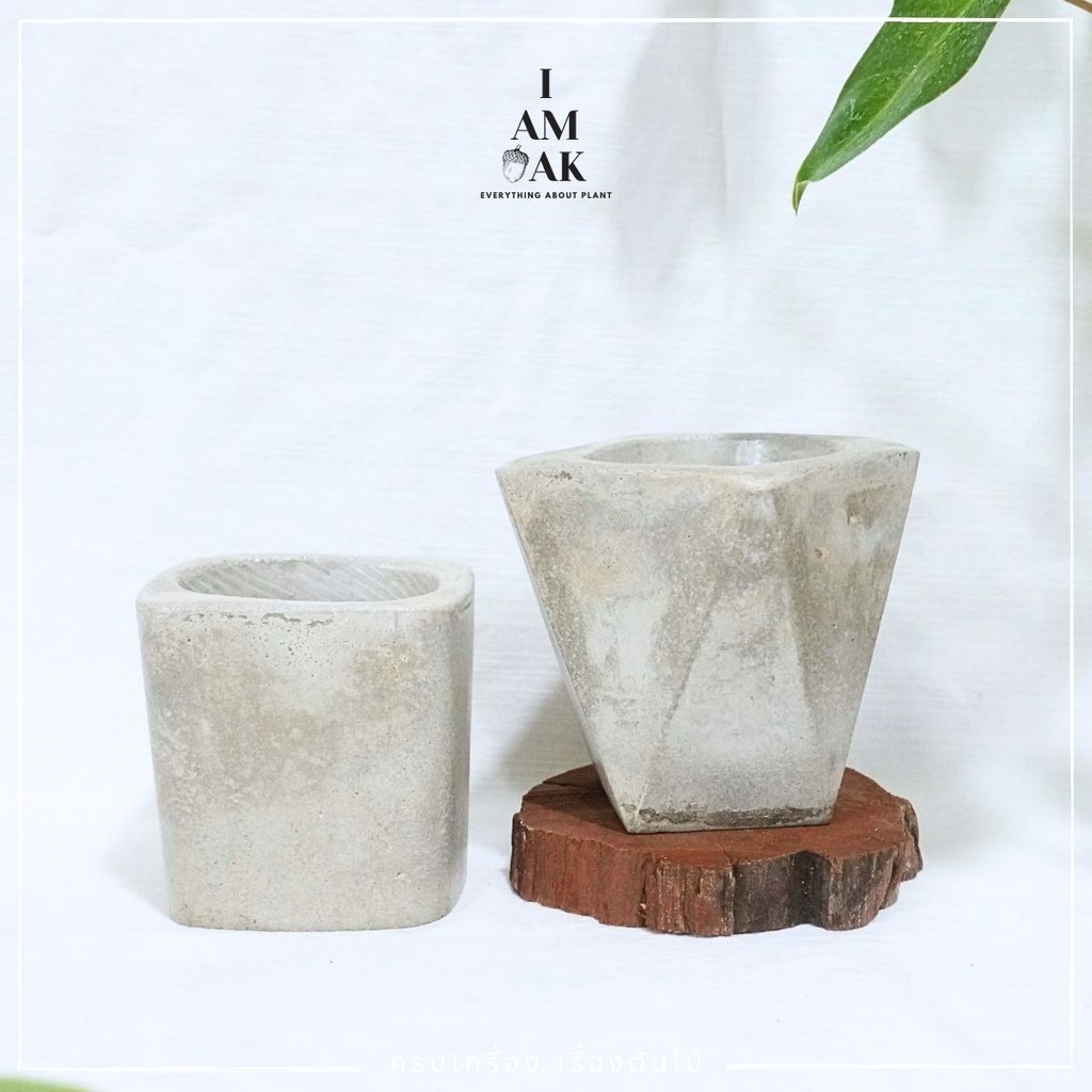 กระถางปูนปั้น ขนาด 3 นิ้ว ปลูกแคคตัส