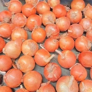 หัวหอมใหญ่ ไซส์ 5-7 เซน น้ำหนัก 1 กิโลกรัม
