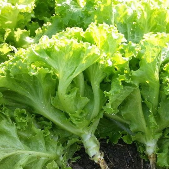 เมล็ดพันธุ์ผักกาดหอมพันธุ์พื้นบ้าน มีคู่มือการปลูก 90-300 เมล็ดปลูกได้ทุกพื้นที่ (10 แถม 1)