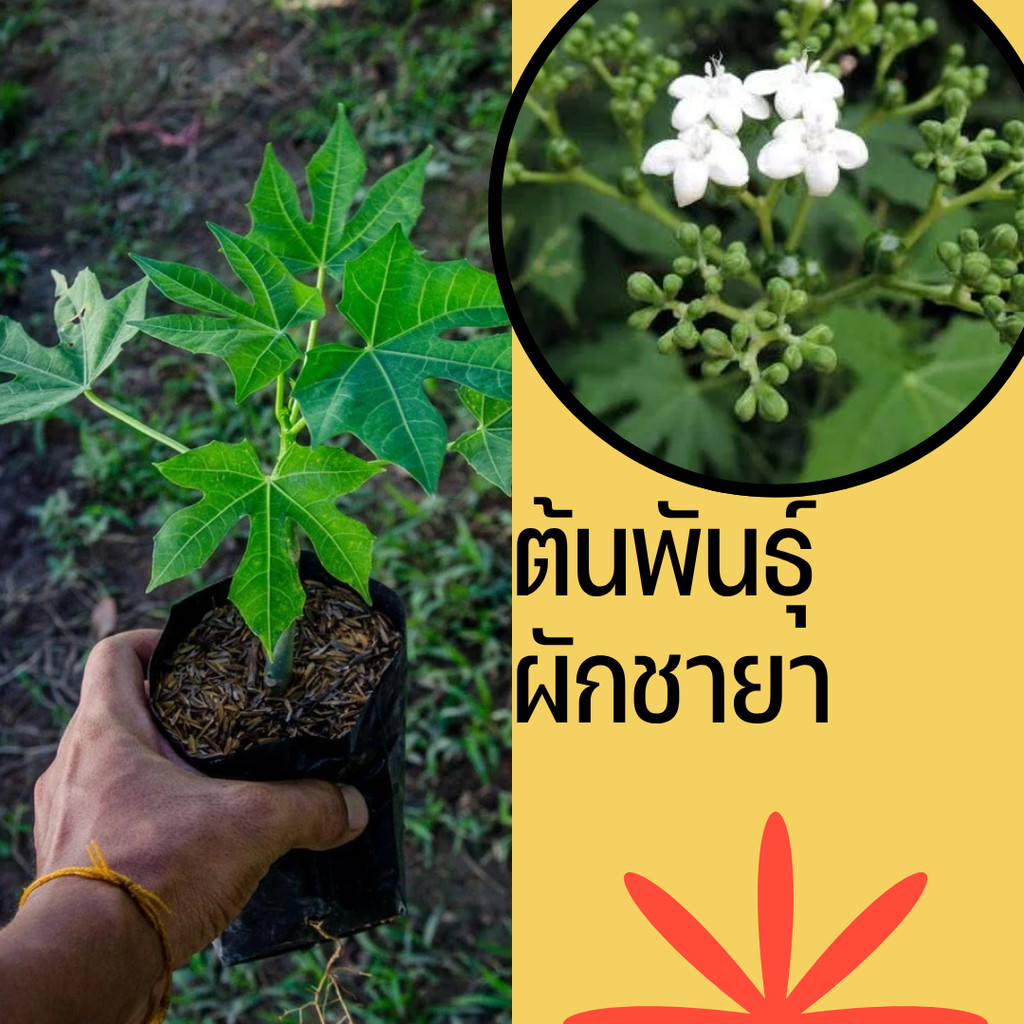 ต้นคะน้าแม๊กซิโก ไชยา ชายา มีหลายชื่อแต่ต้นเดียวกันคุณประโยชน์มากมาย