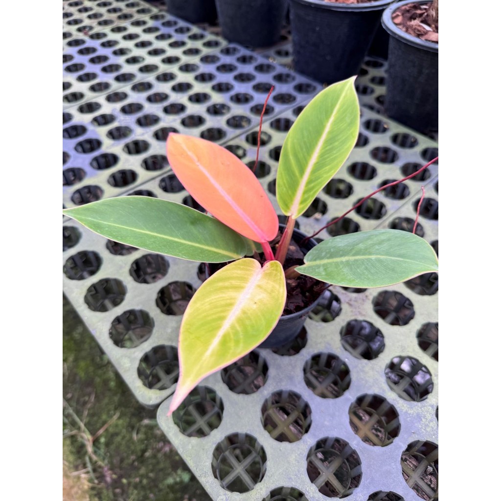 มุมมอง 3