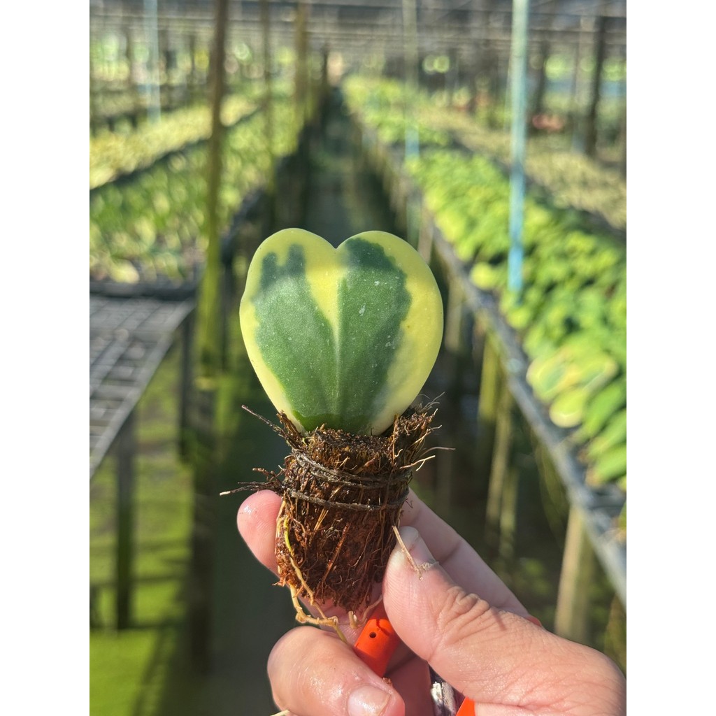 มุมมอง 3