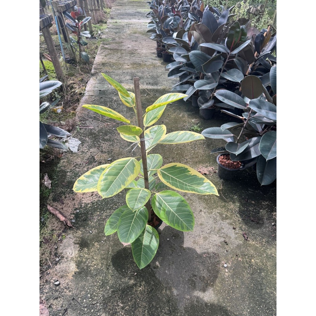 มุมมอง 3