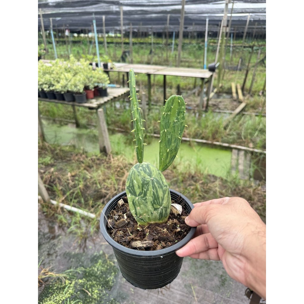 มุมมอง 6