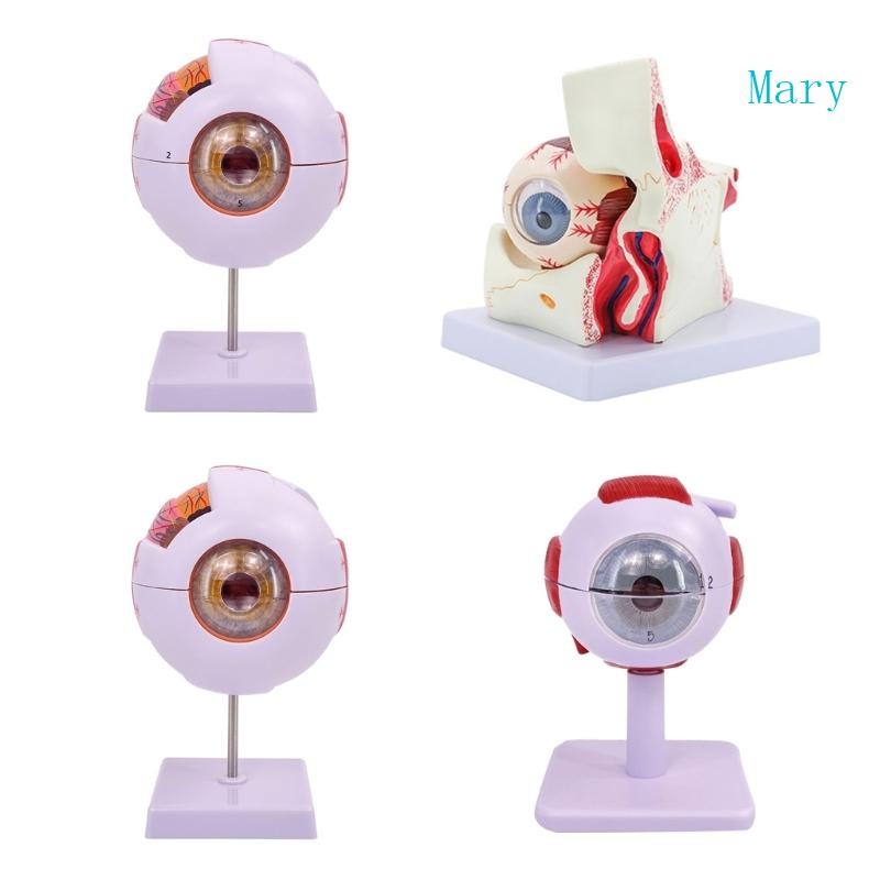 Mary Eyeball Anatomy Model Organs สอน Human Eye Anatomy รุ่น