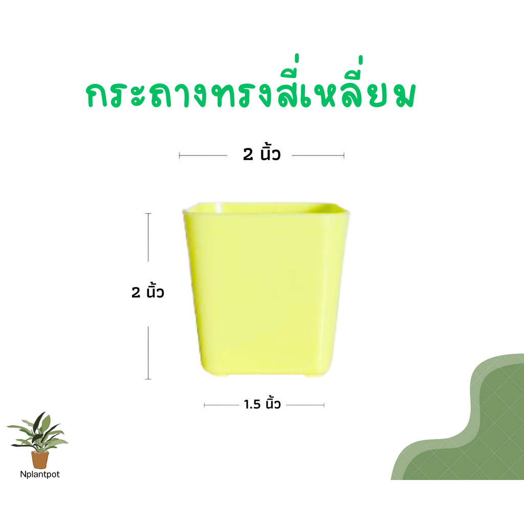 กระถางต้นไม้สี่เหลี่ยม ขนาด 2นิ้ว กระถางพลาสติก กระถางทรงสี่เหลี่ยม สีเหลือง