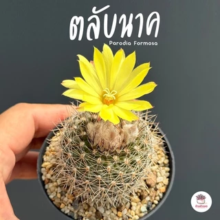 ตลับนาค Parodia Formosa แคคตัส กระบองเพชร cactus&succulent