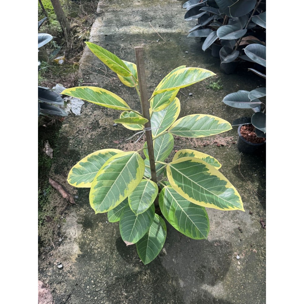 มุมมอง 5