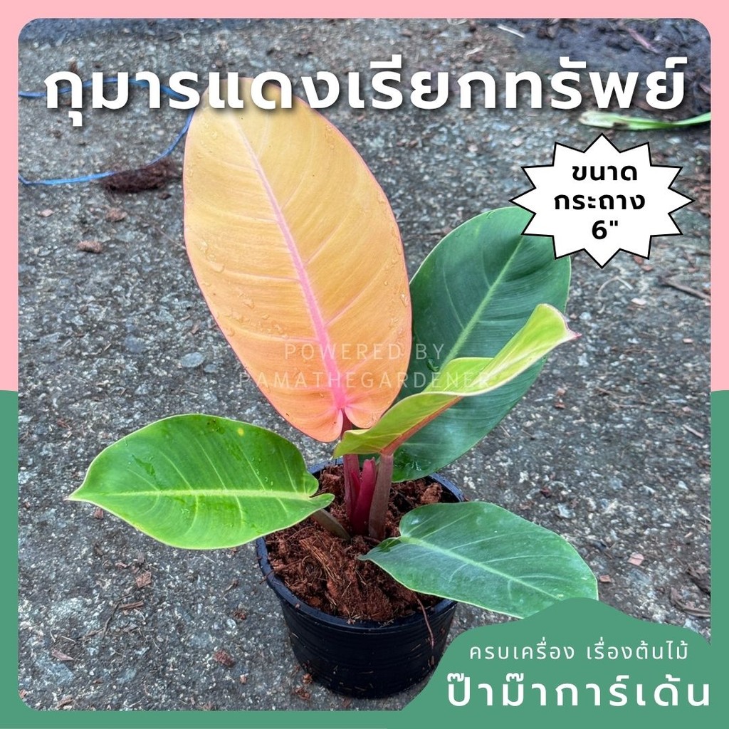 กุมารแดงเรียกทรัพย์ 6 นิ้ว