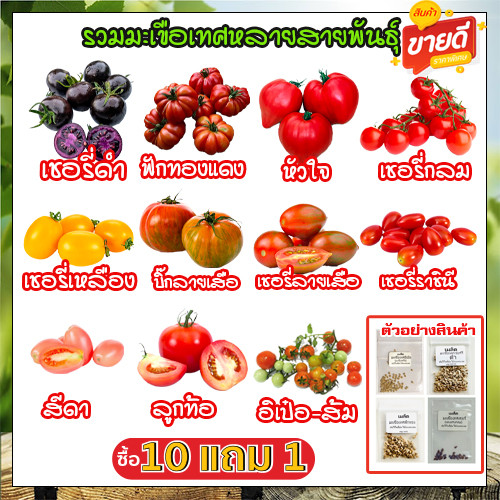 เมล็ดพันธุ์มะเขือเทศทุกสายพันธุ์ 4-50 เมล็ด ปลูกต่อได้ ชอบแดดจัด โตไว อัตรางอกสูง (ซื้อ 10 แถม 1 คละได้)