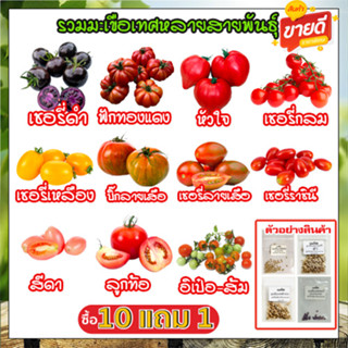 เมล็ดพันธุ์มะเขือเทศทุกสายพันธุ์ 4-50 เมล็ด ปลูกต่อได้ ชอบแด…