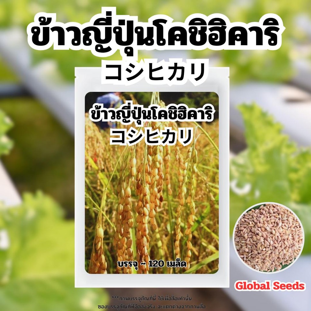 เมล็ดพันธ์ุ ข้าวญี่ปุ่นโคชิฮิคาริ ￼コシヒカリข้าวที่แพงที่สุดในโลก บรรจุประมาณ 1,000 เม็ด