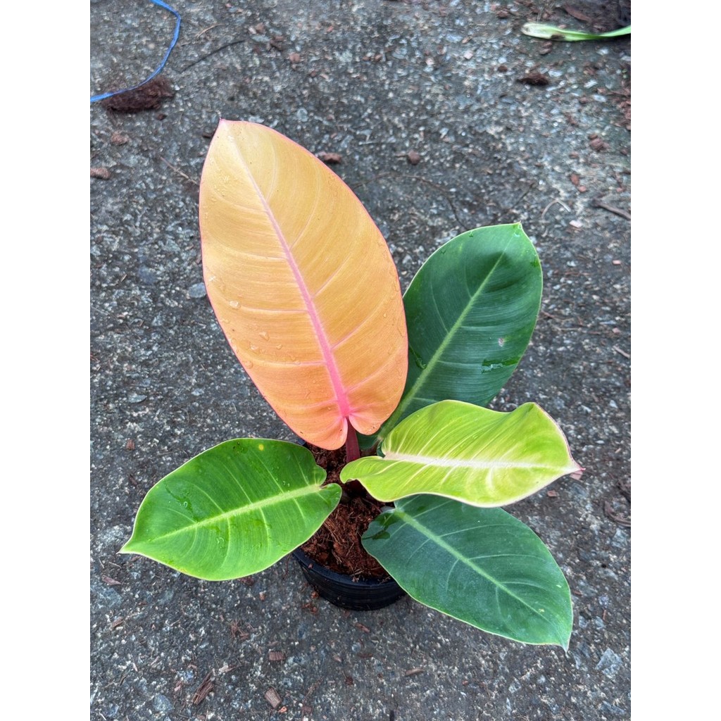 มุมมอง 6