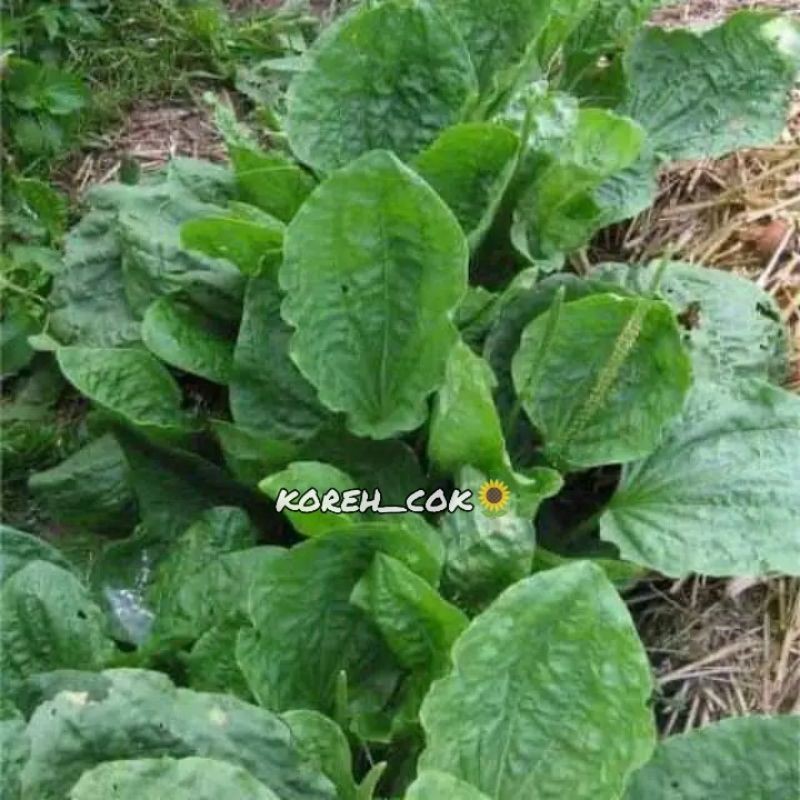 FRESH SPOON LEAVES / KI URAT LEAVES 100 กรัม