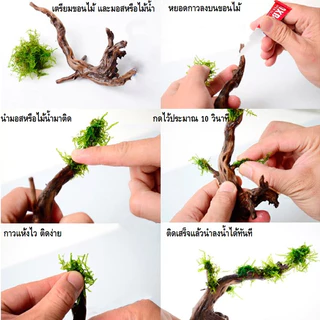 กาวติดไม้น้ำ กาวติดมอส กาวติดขอนไม้ ปะการัง หิน กาวติดใต้น้ำได้ ตู้ไม้น้ำ บ้านไม้น้ำ สีเขียว สีดำ