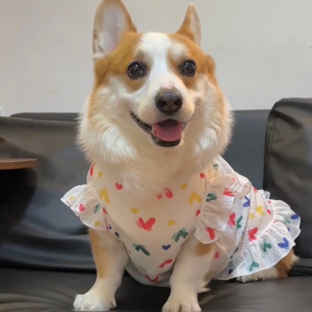 ชุดสุนัขฤดูร้อนผ้าไหมน้ําแข็งเสื้อผ้าสัตว์เลี้ยงสําหรับสุนัขแมวชุดสบายเย็น ส-6เอ็กแอล - รูปที่ 2